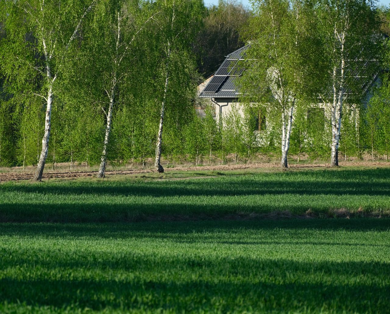 A sustainable home with solar panels surrounded by lush green trees and grass, symbolizing eco-friendly living.